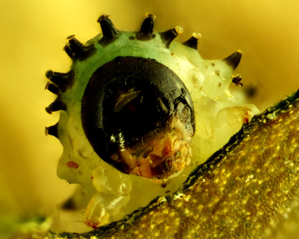 Caterpillar Munching Hibiscus 03 40x photo