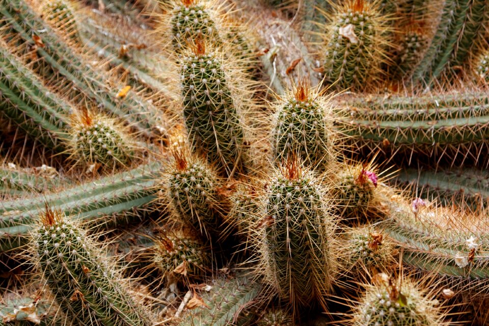 Cactus garden spice