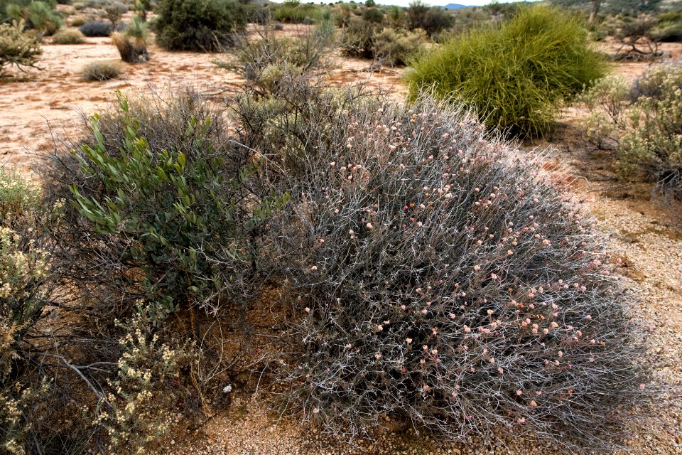 Eriogonum fasciculatum