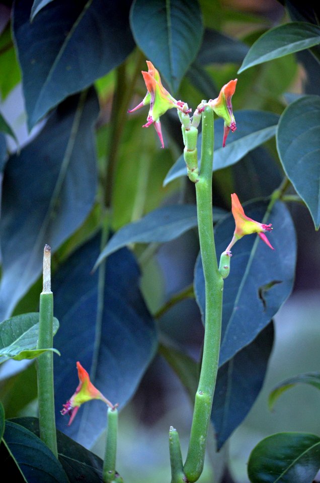 Slipper Plant 01