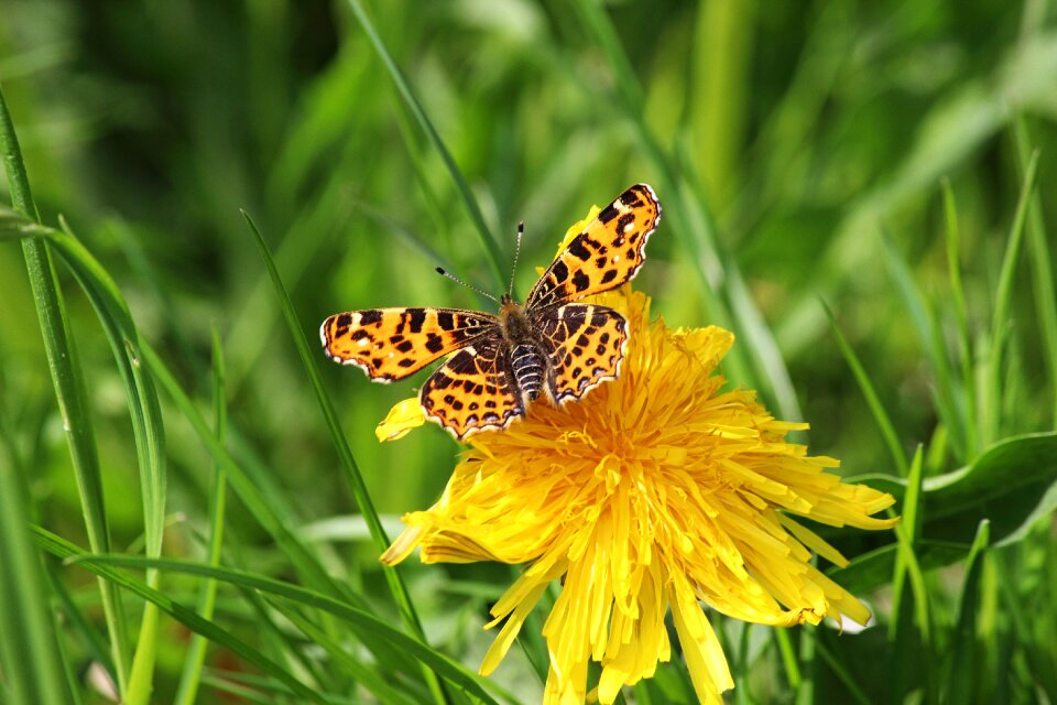 Spring meadow flower