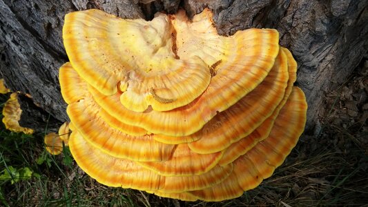 Parasite mushroom deciduous tree photo