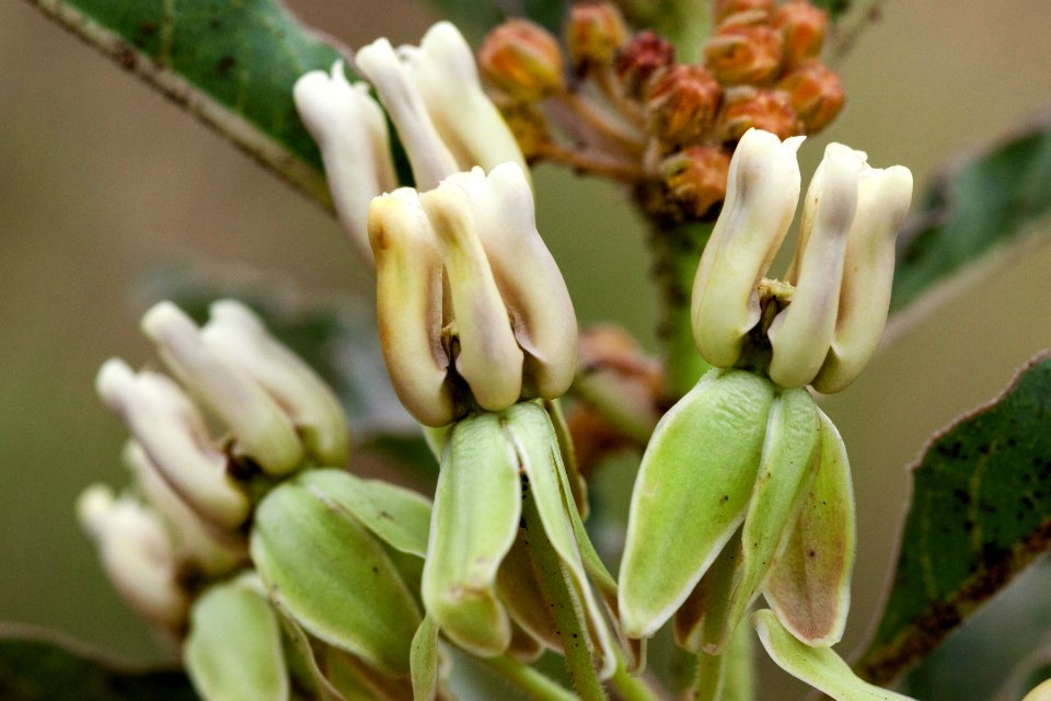 Asclepias oenotheroides