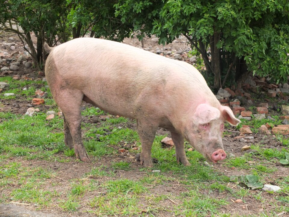 Agriculture mammal animal