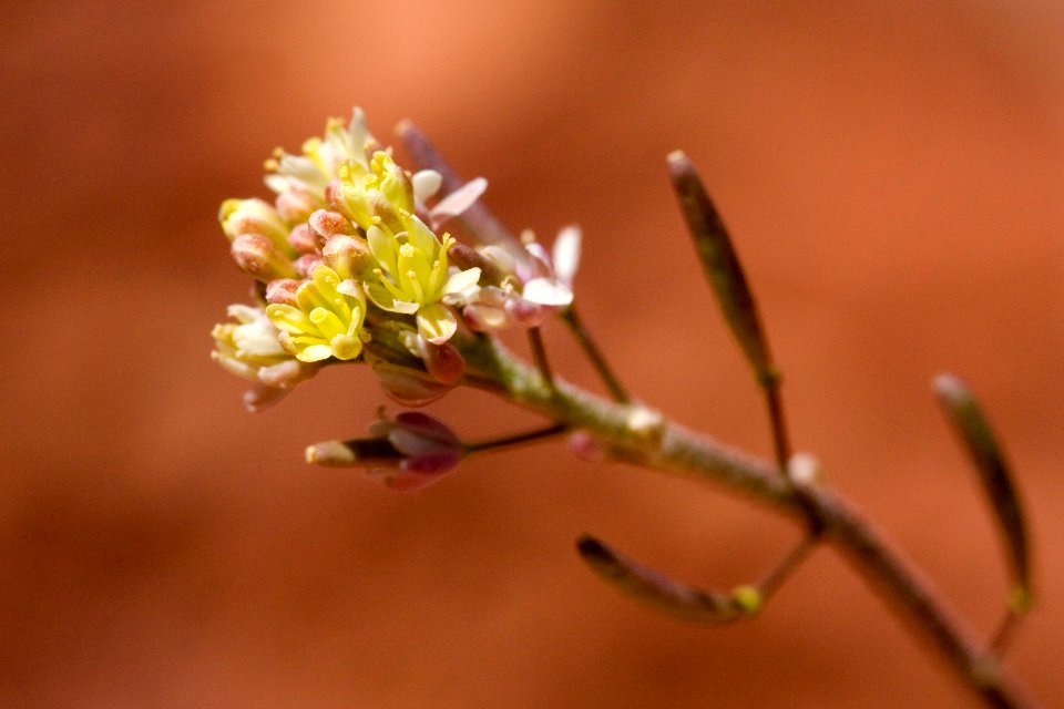 Descurainia pinnata subsp. ochroleuca