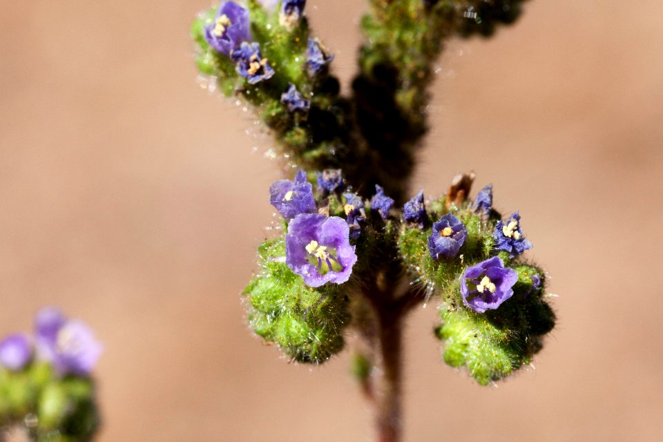 Phacelia coerulea