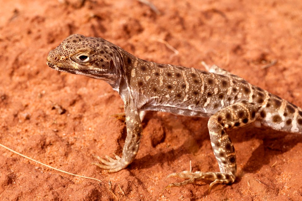 Gambelia wislizenii