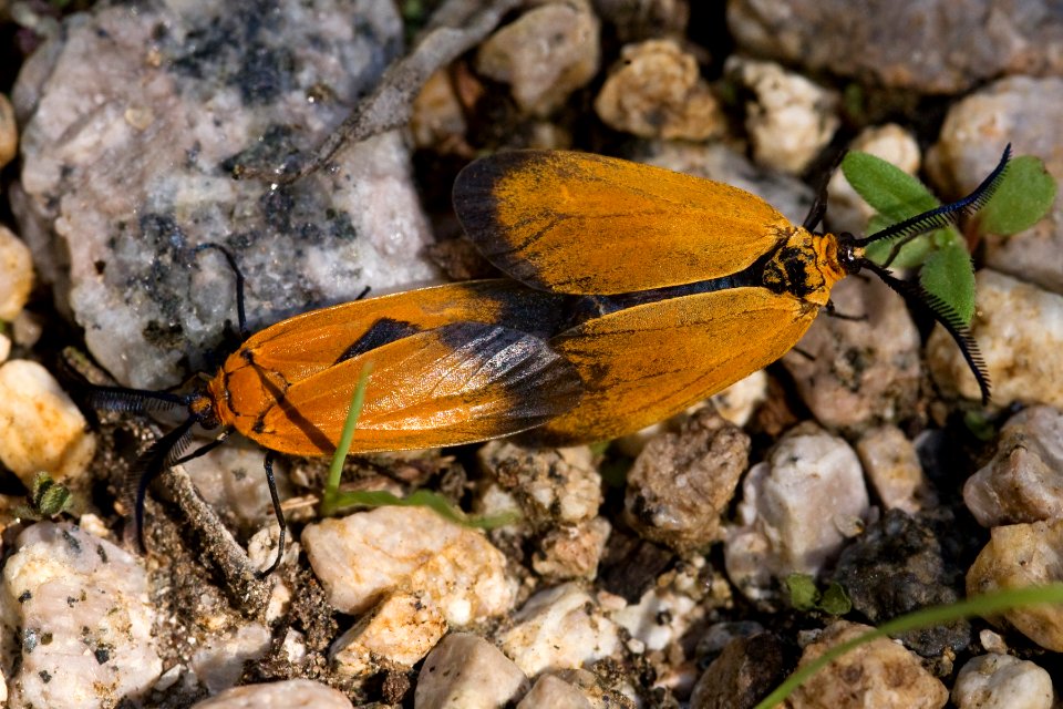 Neoalbertia constans
