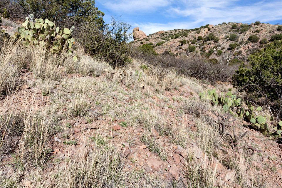 Guadalupe Canyon