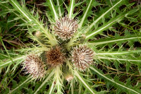 Cirsium drummondii