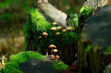 Log nature autumn