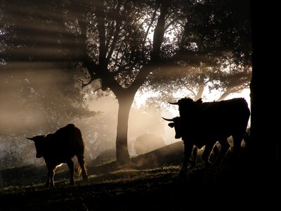 Horns nature livestock