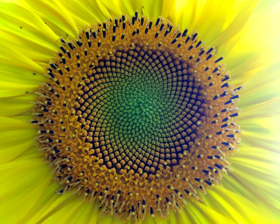 Nature sun summer