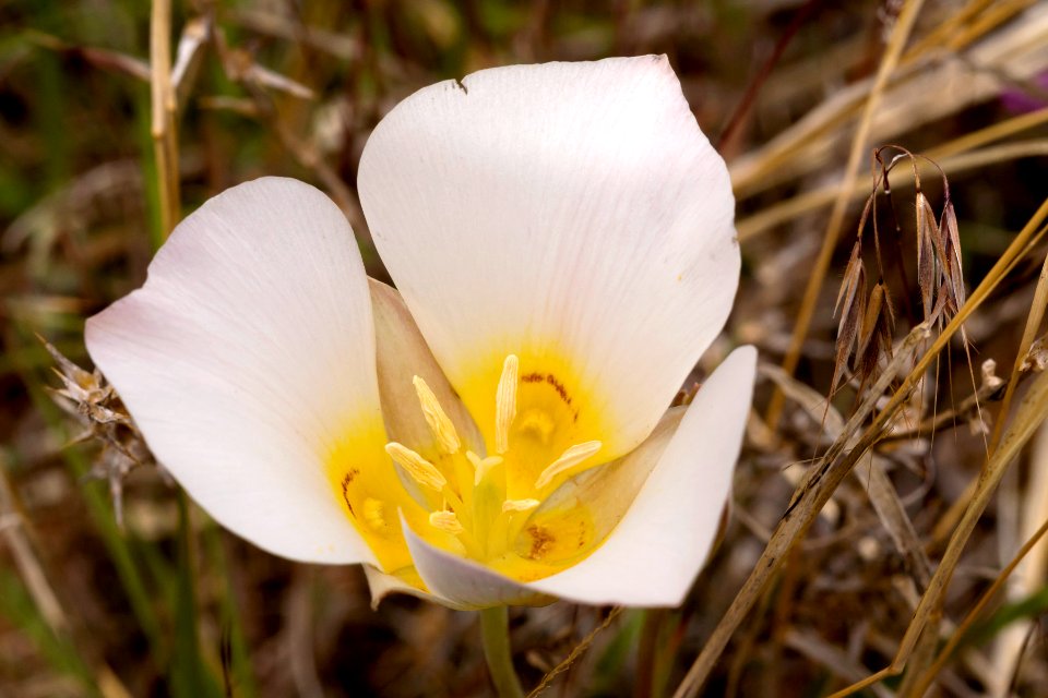 Calochortus nuttallii