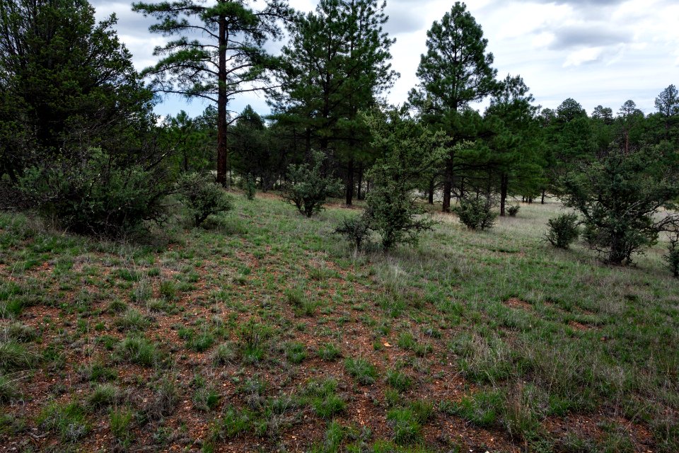 Sawmill Canyon