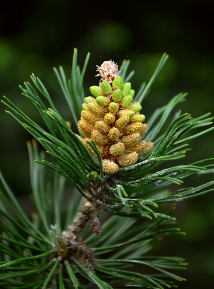 Pine needles pine cones branch