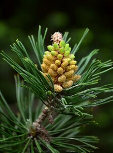 Pine needles pine cones branch photo