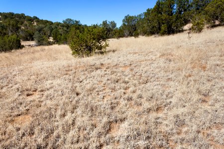 Fort Stanton
