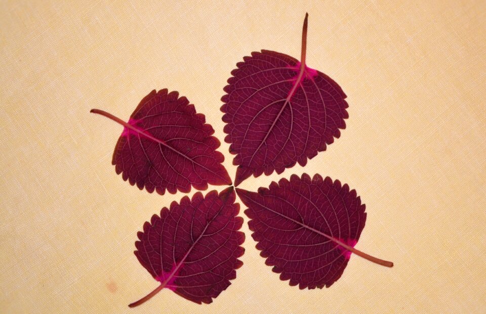 Leaves background natural plant