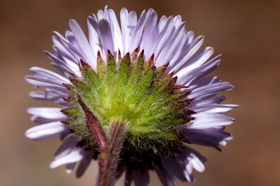 Erigeron grandiflorum
