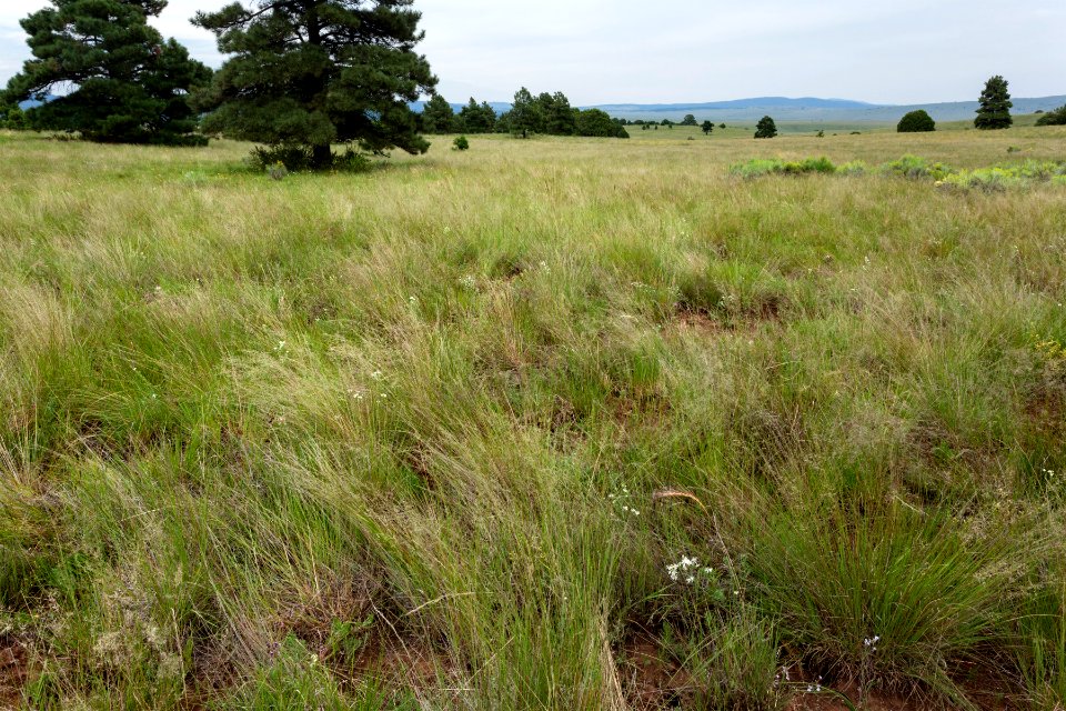 Northeast base of Feathery Hill