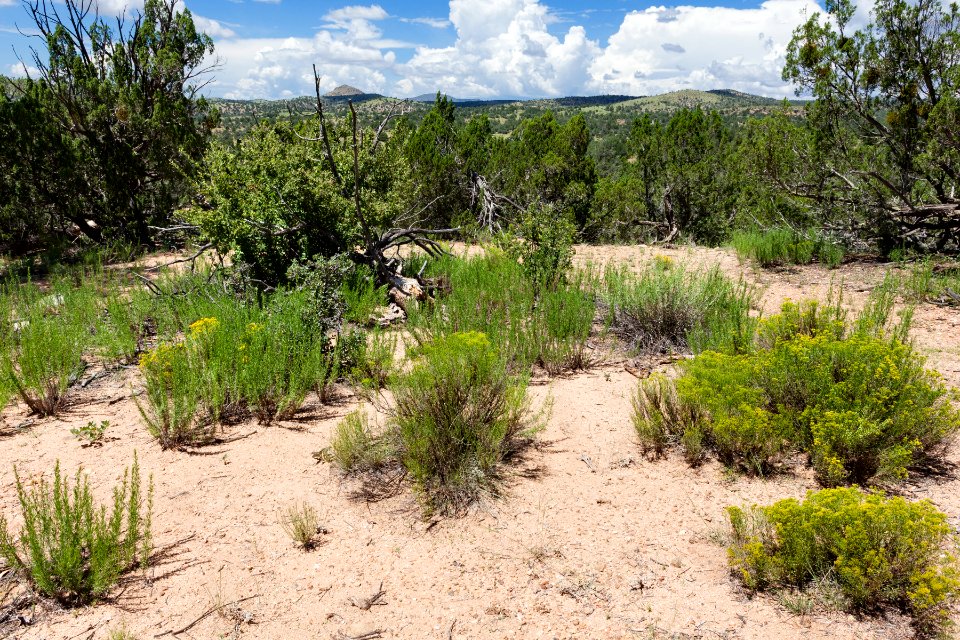 Near Arrastra Gulch