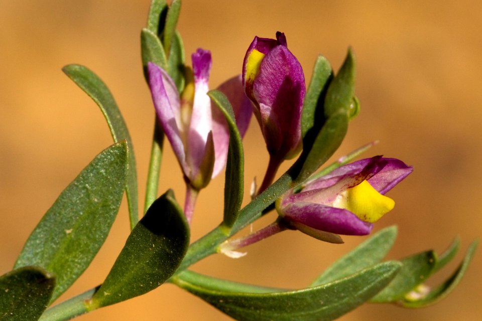 Polygala subspinosa