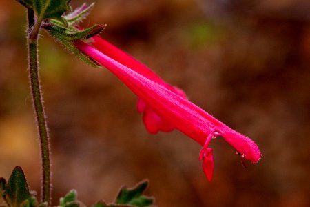 Salvia henryi