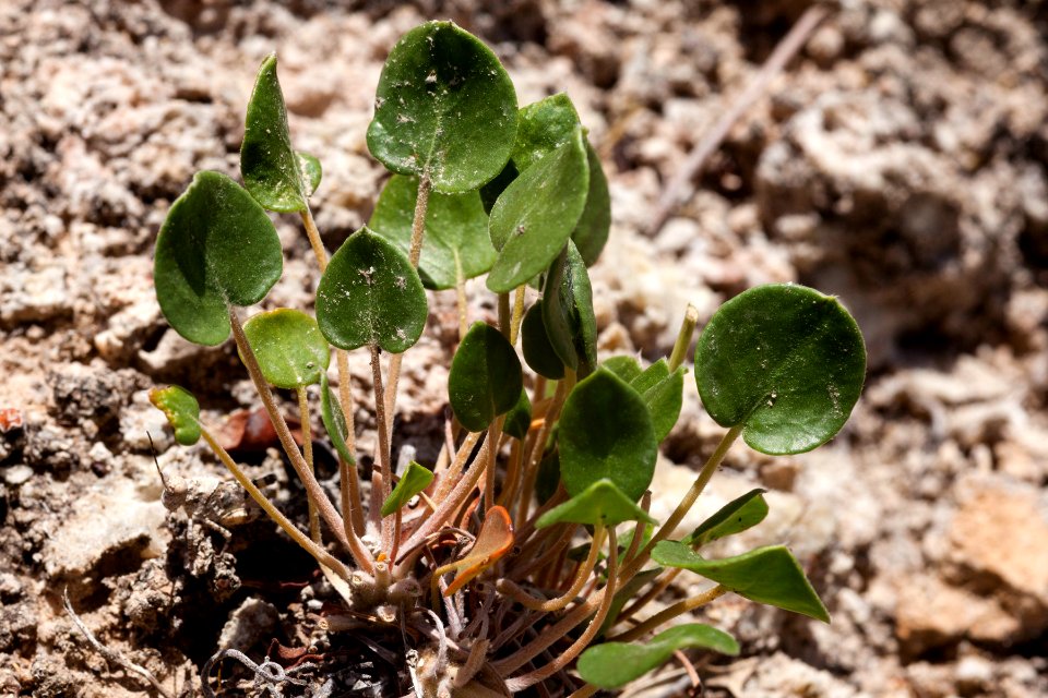 Eriogonum gypsophilum