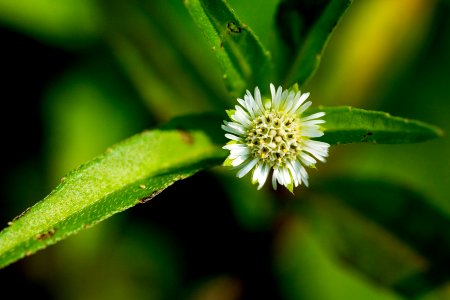 Eclipta prostrata photo