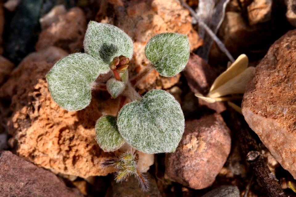 Eriogonum deflexum