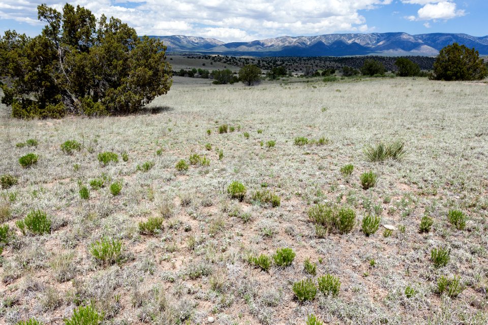 Near Fort Stanton