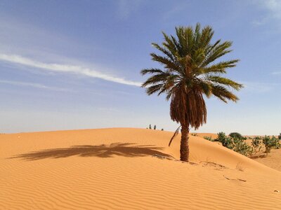 Palm desert mauritania photo