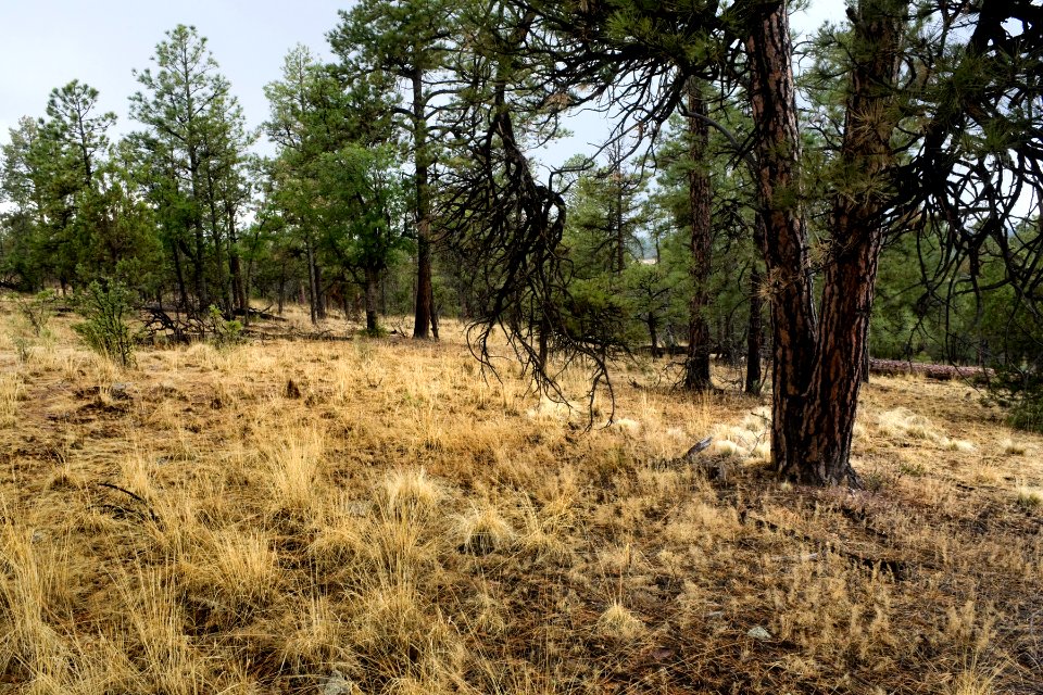 Continental Divide Trail