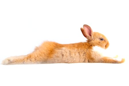 White futrzaty rodent