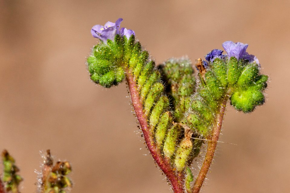 Phacelia coerulea