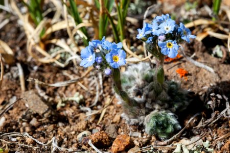 Eritrichium nanum