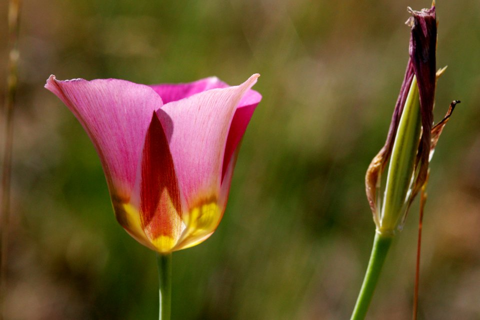 Calochortus nuttallii