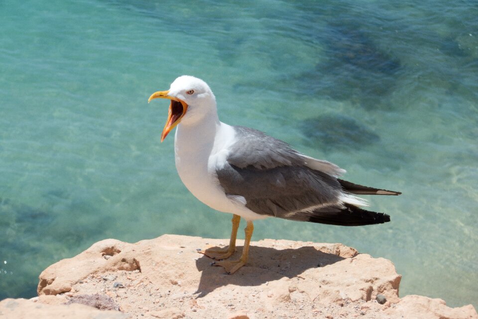 Seagull bird portrait