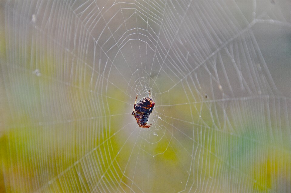Spider network cobweb