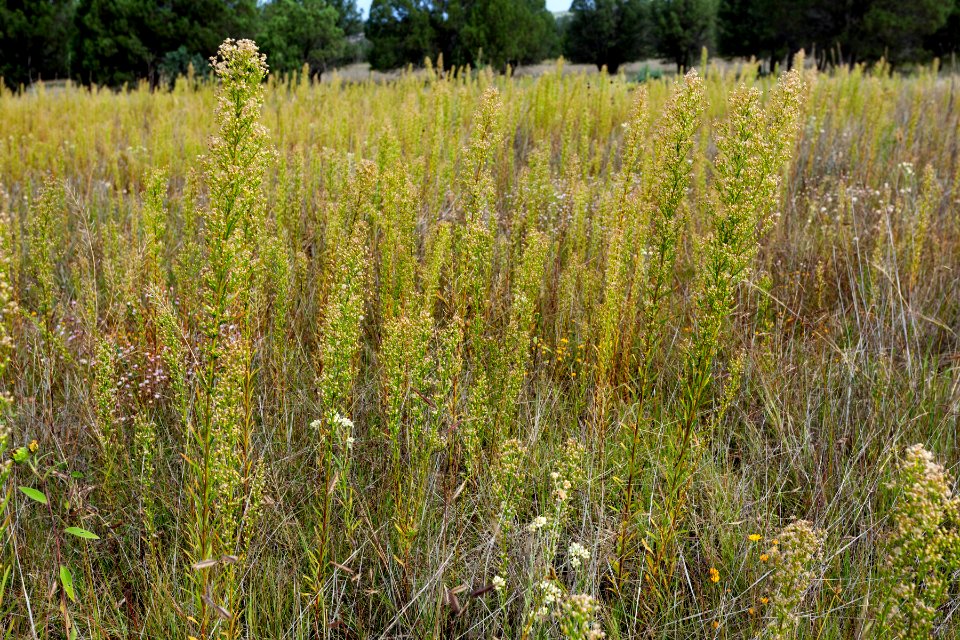 Conyza canadensis