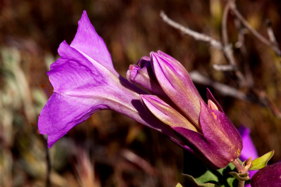 Mirabilis multiflora