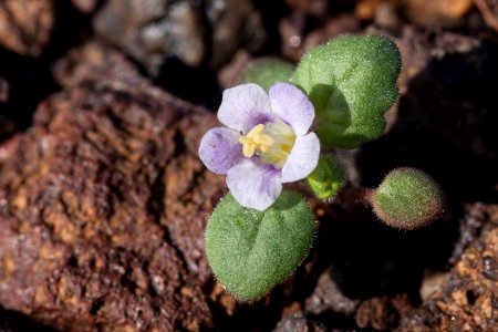 Phacelia neglecta