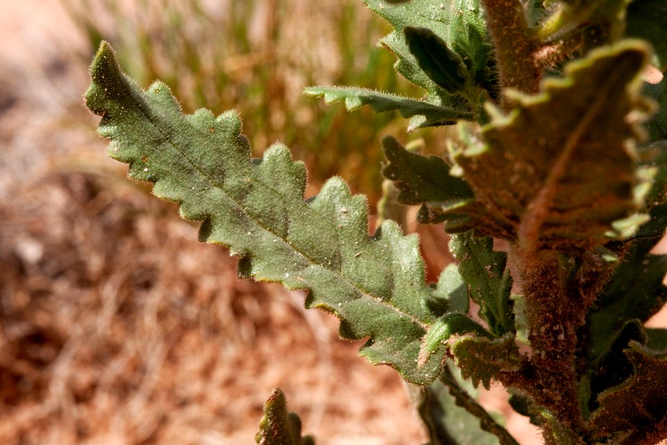 Phacelia sivinskii ?