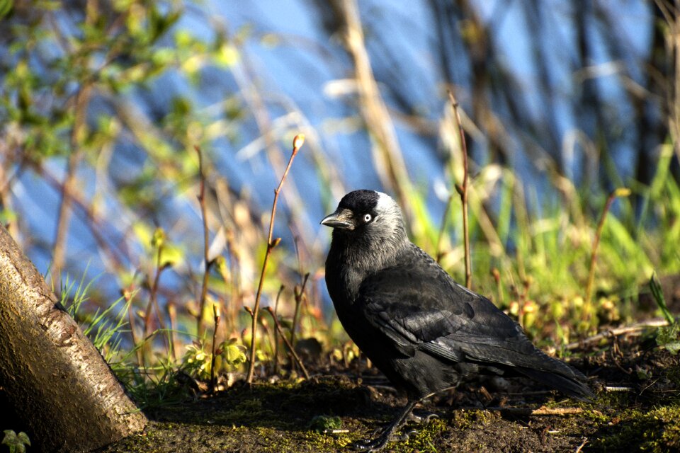 Raven bird black carrion crow