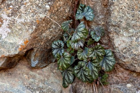 Heuchera