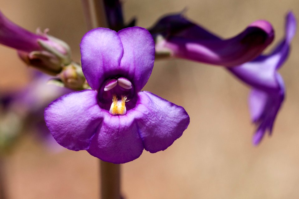 Penstemon fendleri