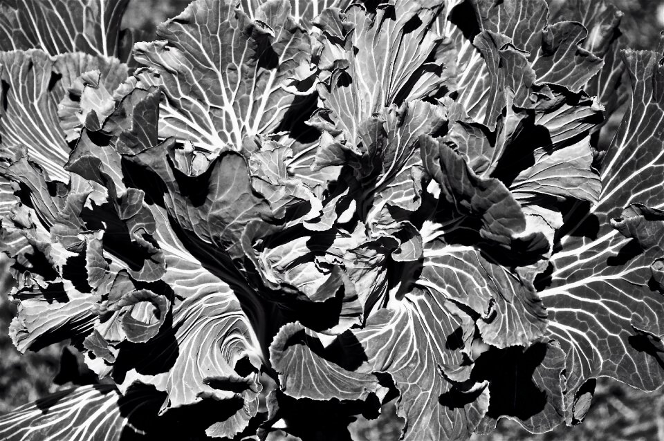 Plants flower nature