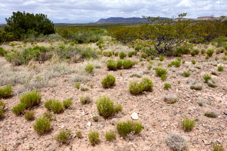 Near Tularosa Creek