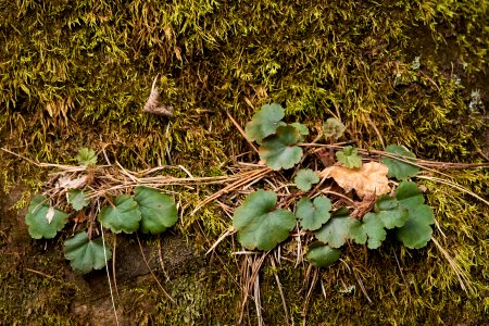 Heuchera parvifolia var. arizonica photo